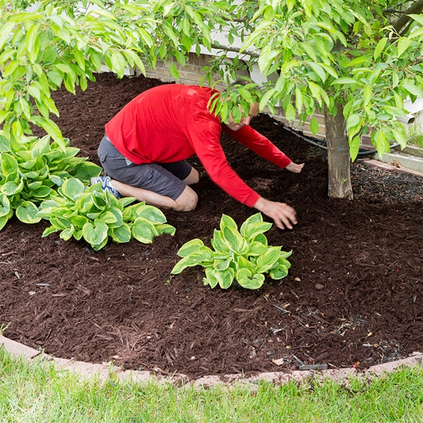 mulch installation mulch can enhance the appearance of your garden by providing a clean, finished look and adding a pop of color